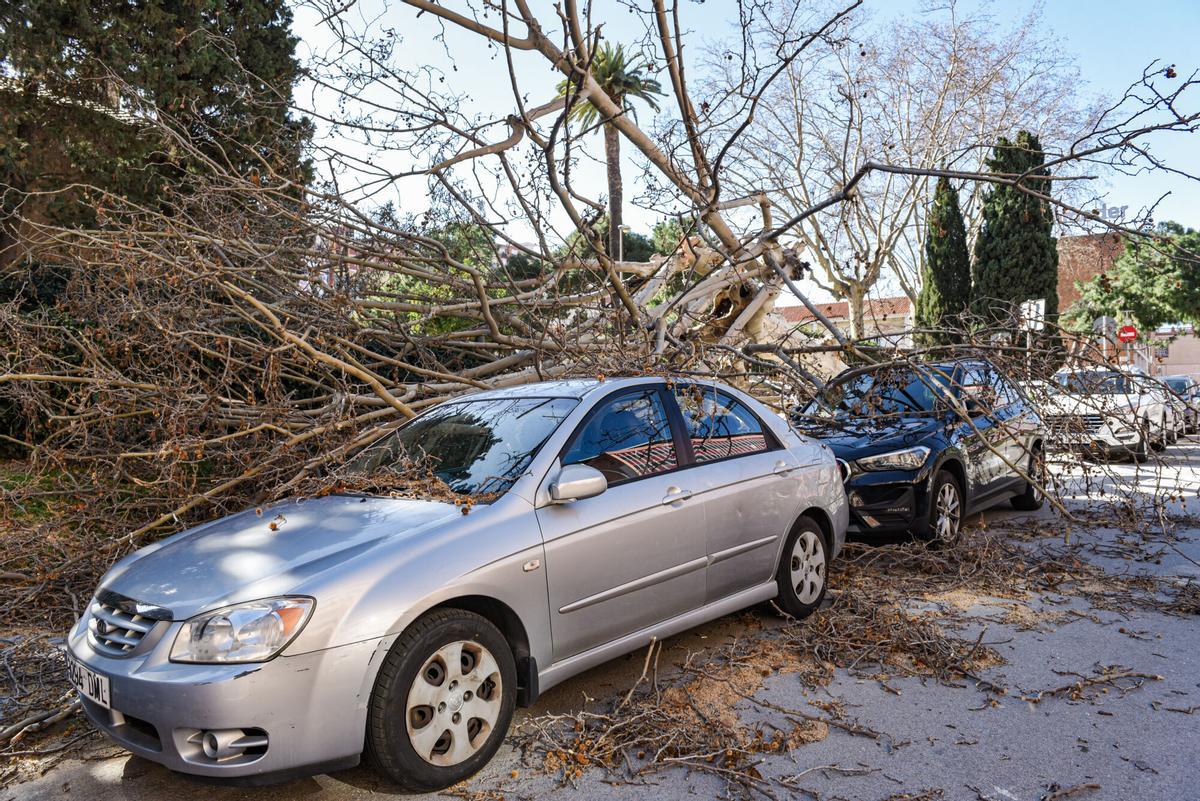 Un árbol cae sobre unos coches a causa del viento, a 12 de febrero de 2026, en L'Hospitalet de Llobregat, Barcelona, Catalunya (España). El teléfono de emergencias 112 ha recibido un total de 1.345 llamadas por el fuerte viento hasta las 6 horas de este jueves, 12 de febrero. Además,, el viento ha obligado a cancelar una treintena de vuelos del Aeropuerto Josep Tarradellas Barcelona-El Prat y el cierre de las estaciones de Premià de Mar y Malgrat de Mar, también en Barcelona. 12 FEBRERO 2026 Alberto Paredes / Europa Press 12/02/2026. Alberto Paredes;