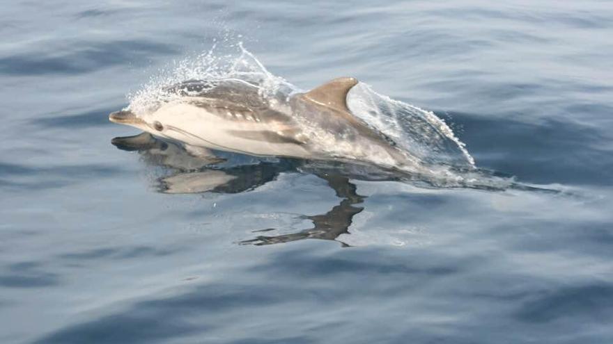 VÍDEO | Cientos de delfines se acercan a las costas de Castellón debido al confinamiento