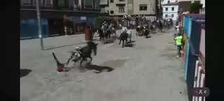 Susto taurino en Castellón: Un jinete cae del caballo durante la entrada de toros de La Vilavella