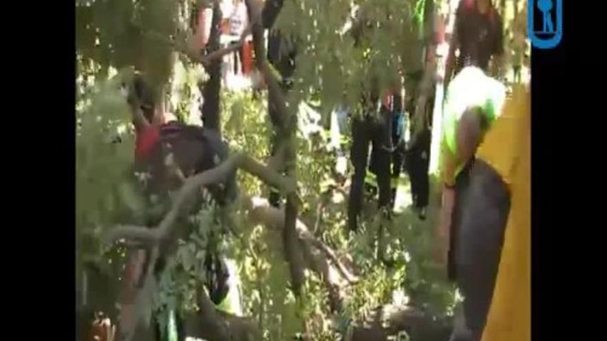 Fallece un hombre en Madrid al caerle la rama de un árbol encima