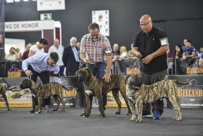 Exposición canina en Infecar - La Provincia
