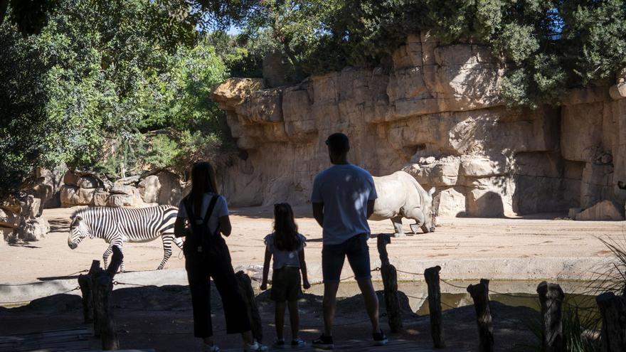 BIOPARC Valencia ha sido elegida entre el 10 % de las mejores atracciones a nivel mundial.