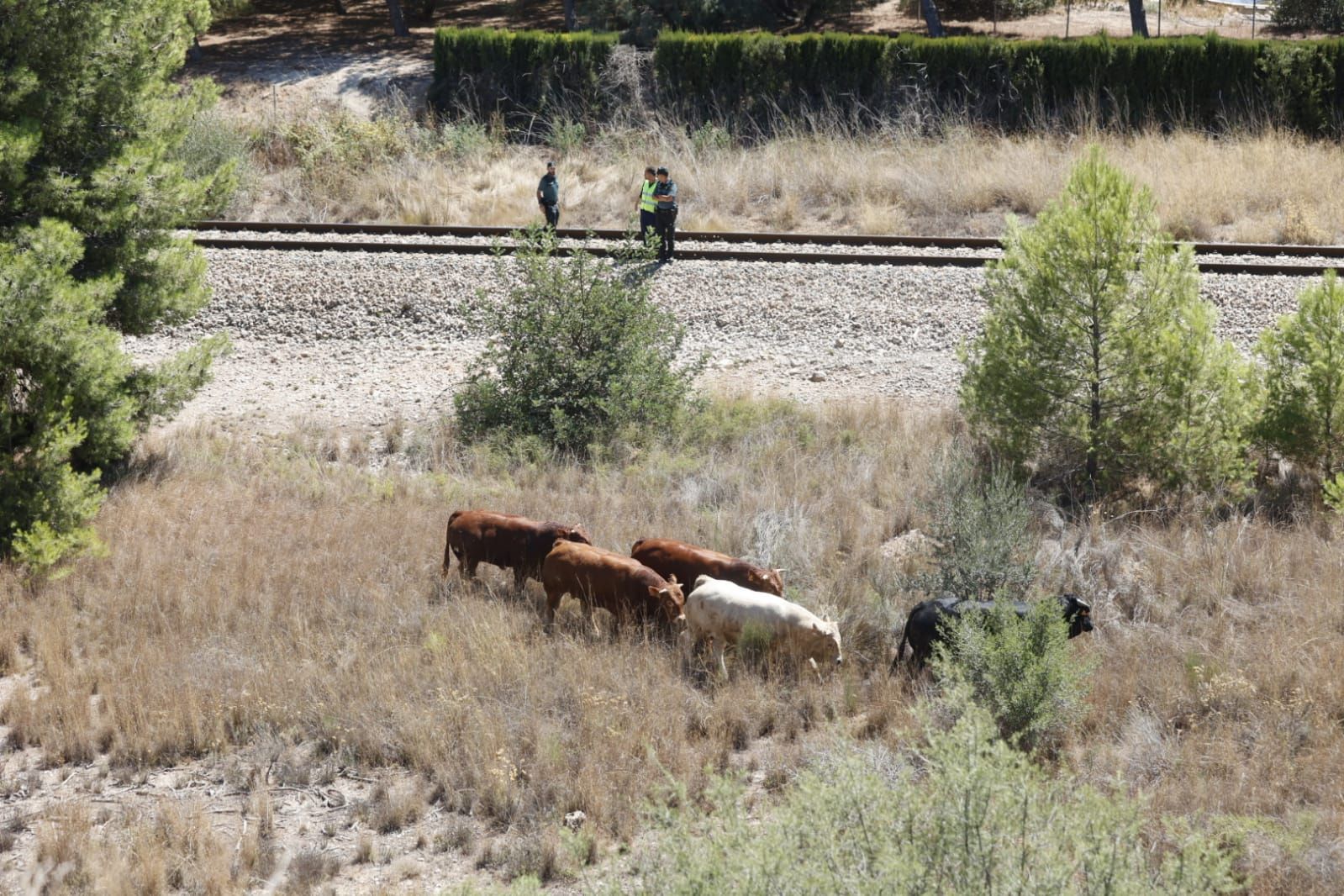 Un trailer con 40 toros vuelca en la A-3 a su paso por Buñol