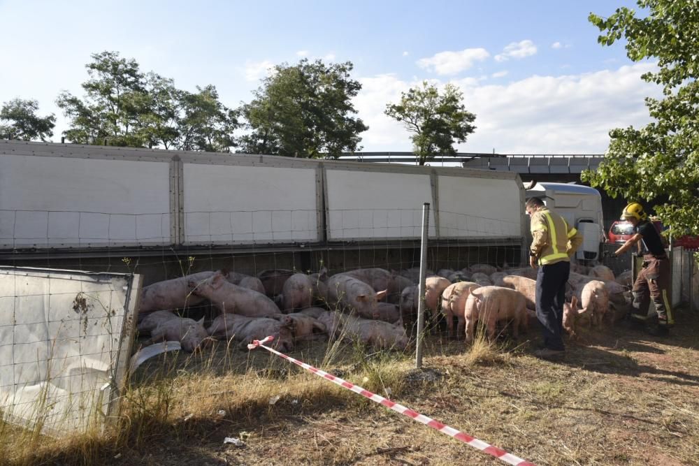 Accident d'un camió de porcs a Manresa