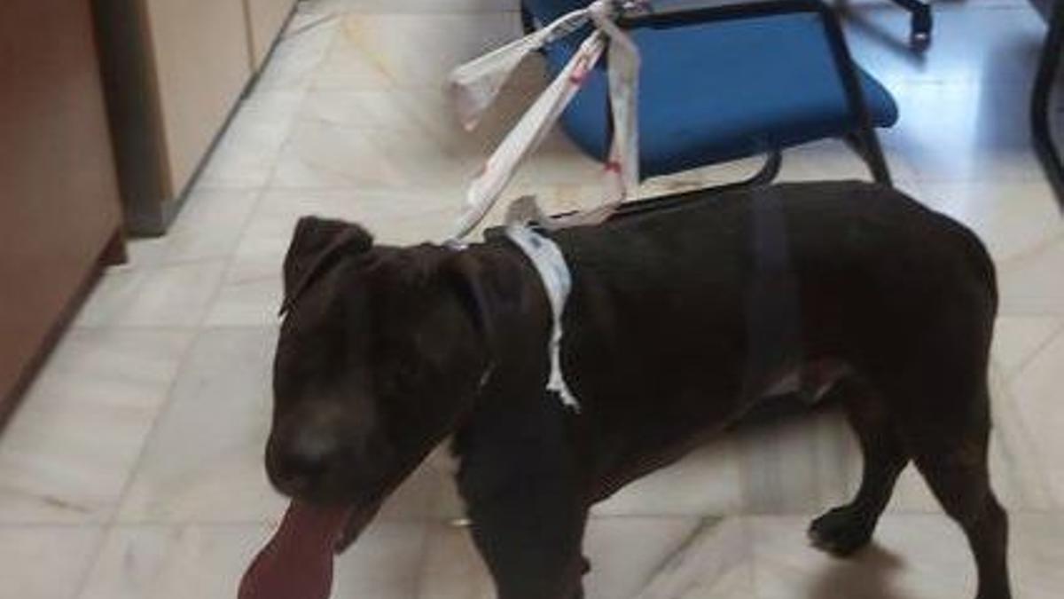 El animal, atado con cinta policial a una silla.