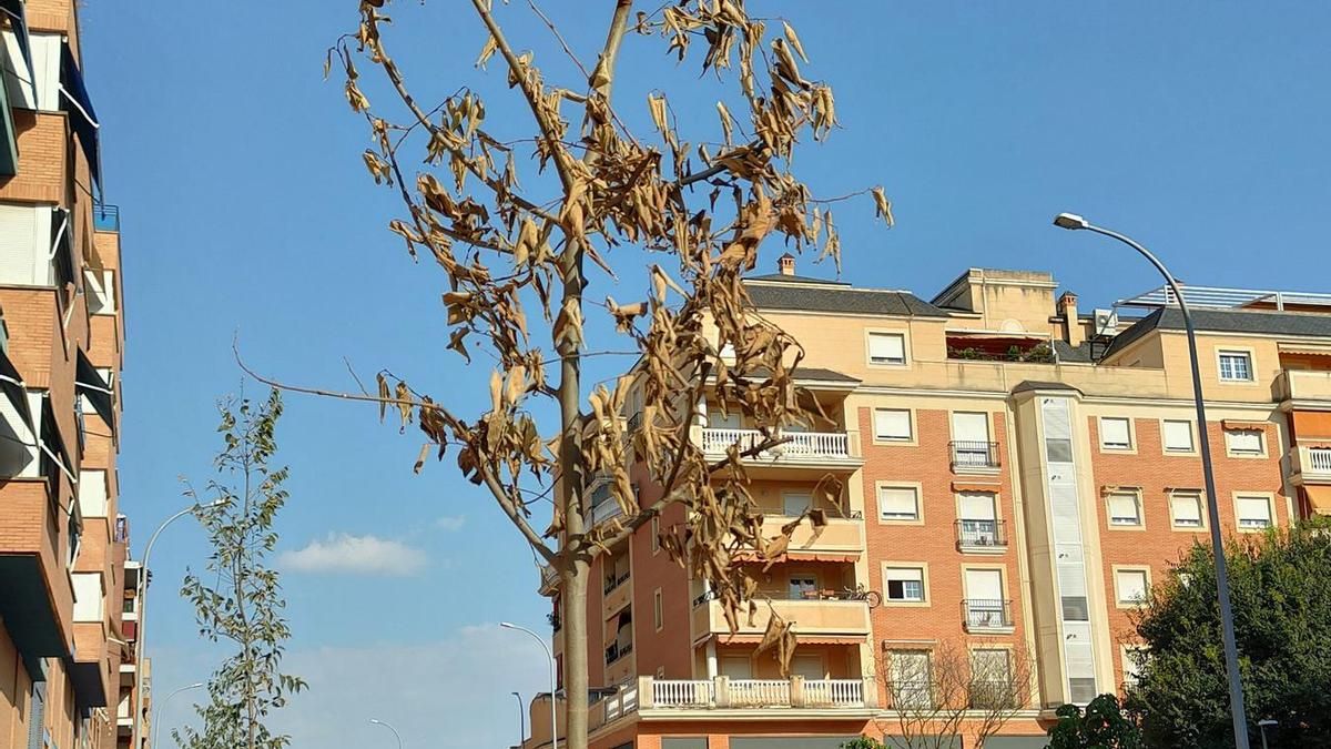 Fotografía de uno de los árboles plantados en la calle Don Benito de Badajoz que se encuentra seco.