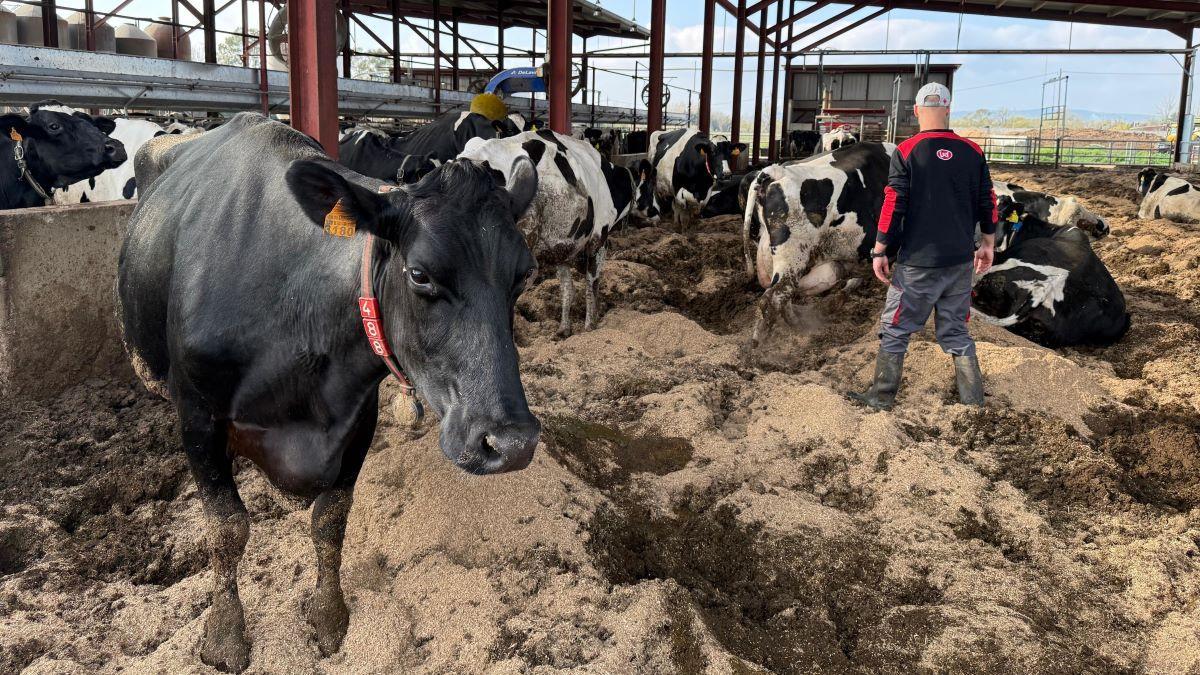 Unes vaques d'una granja de Peralada