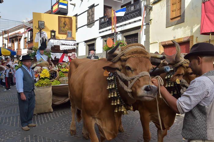 Carretas y grupos en la romería del Pino