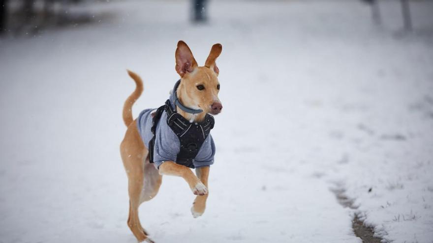 Un perro en la nieve en el Parque del Cerro del Tío Pío, en Madrid.