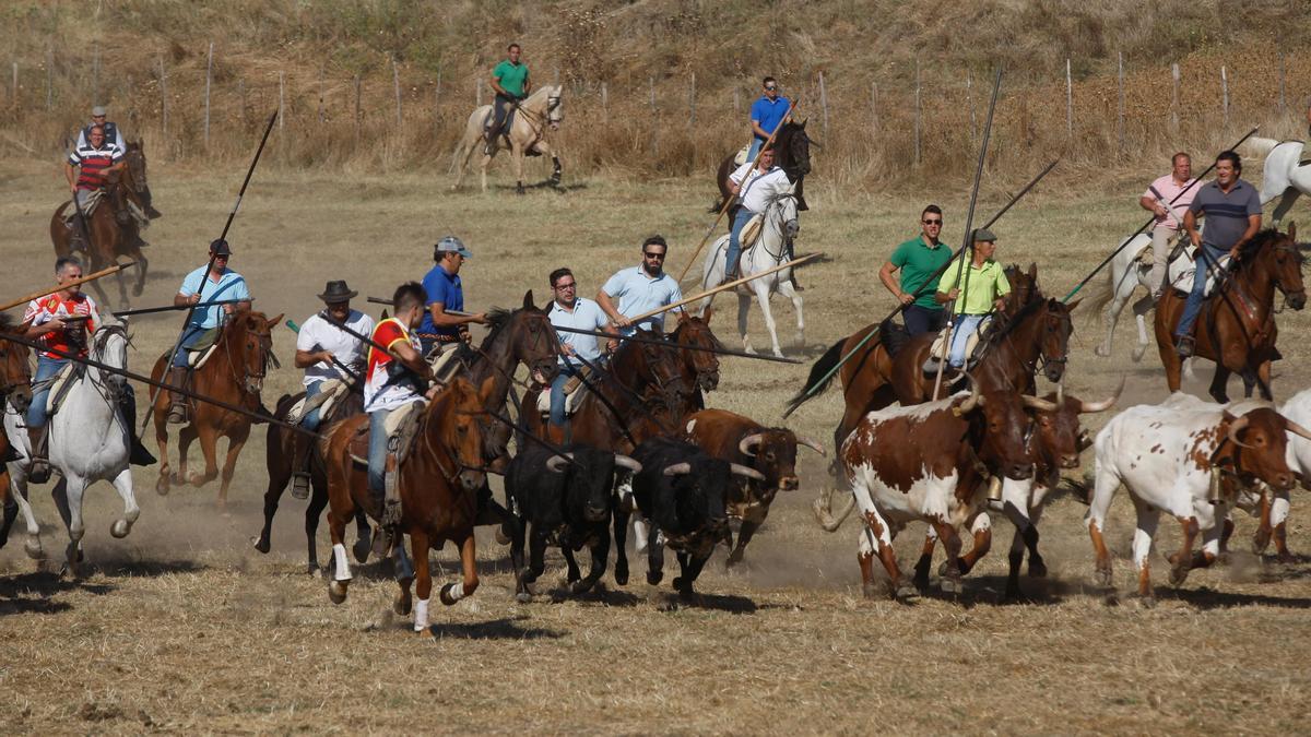 Un momento del encierro de Fuentelapeña en el año 2018