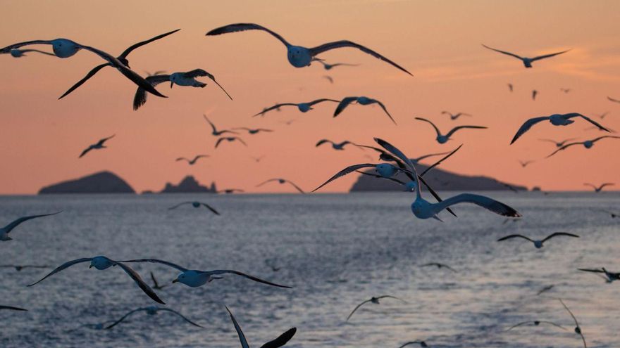 Gaviotas y pardelas siguiendo un barco cerca de ses Bledes.