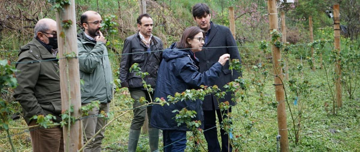 Asturias recupera la Rosa Narcea única en el mundo que ya buscan los perfumistas