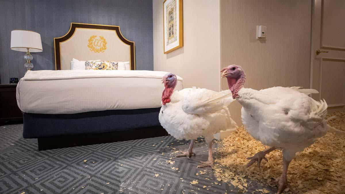 Bread y Butter, los dos pavos que esperan el indulto de Trump en un hotel de lujo.