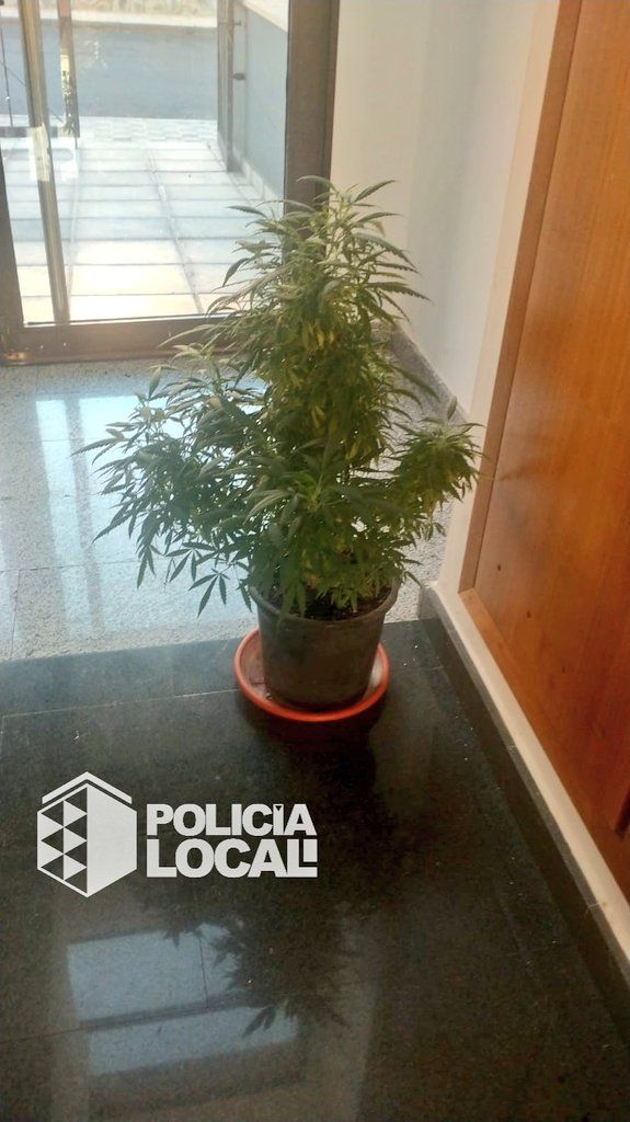 Planta de marihuana requisada por la Policía Local en un edificio de La Gallega