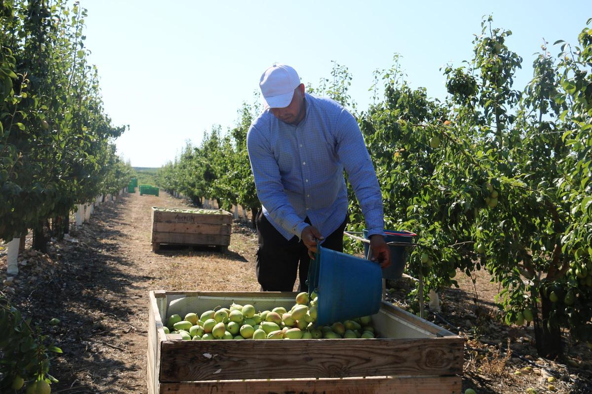 Un temporer deixa les peres que ha collit en un palet en una fotografia d'arxiu.