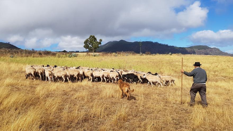 El Cabildo de Gran Canaria incorpora tres millones para ayudas a la ganadería