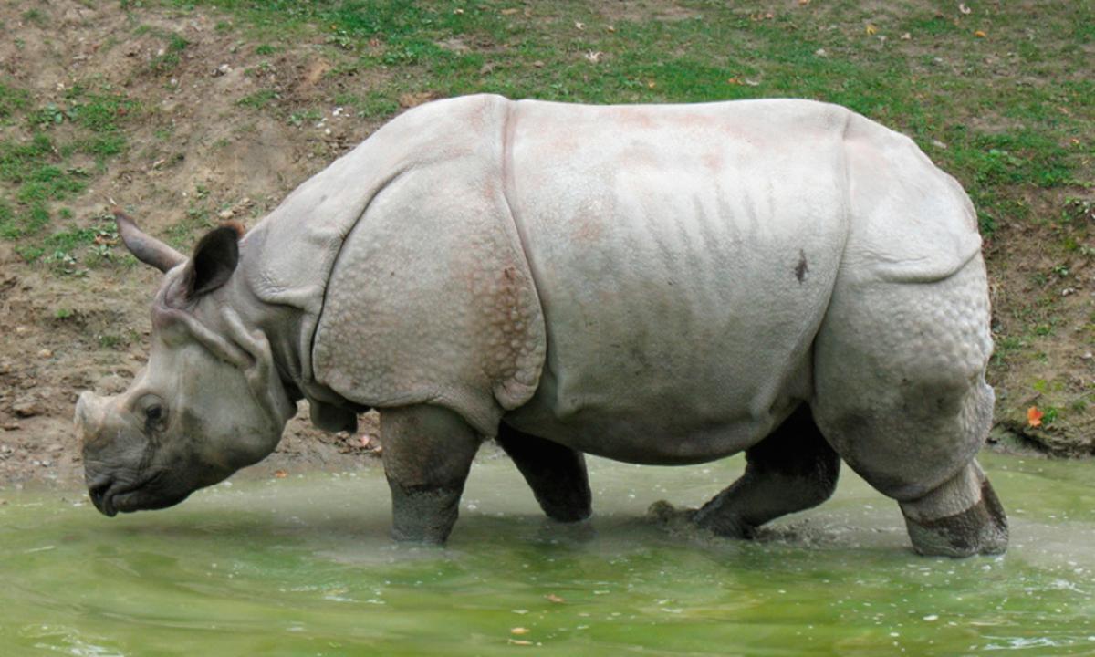 Un ejemplar de rinoceronte de Java