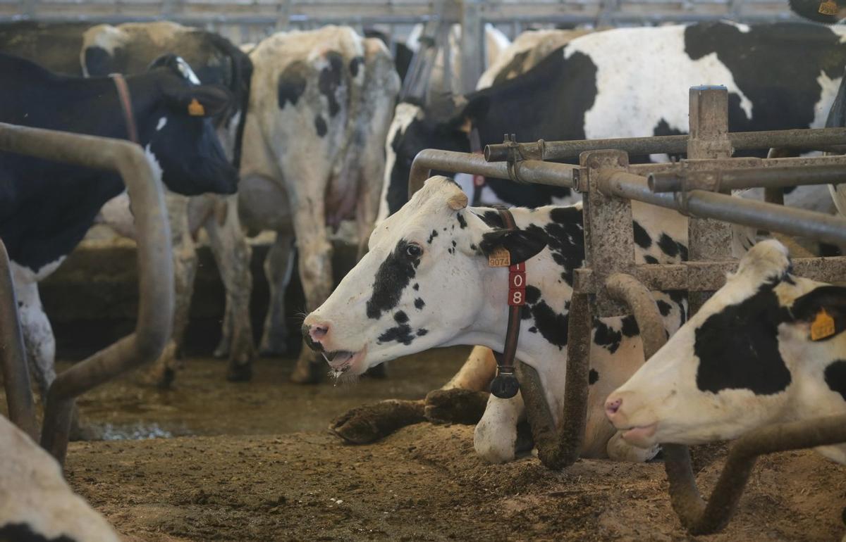 Una explotación láctea en Galicia