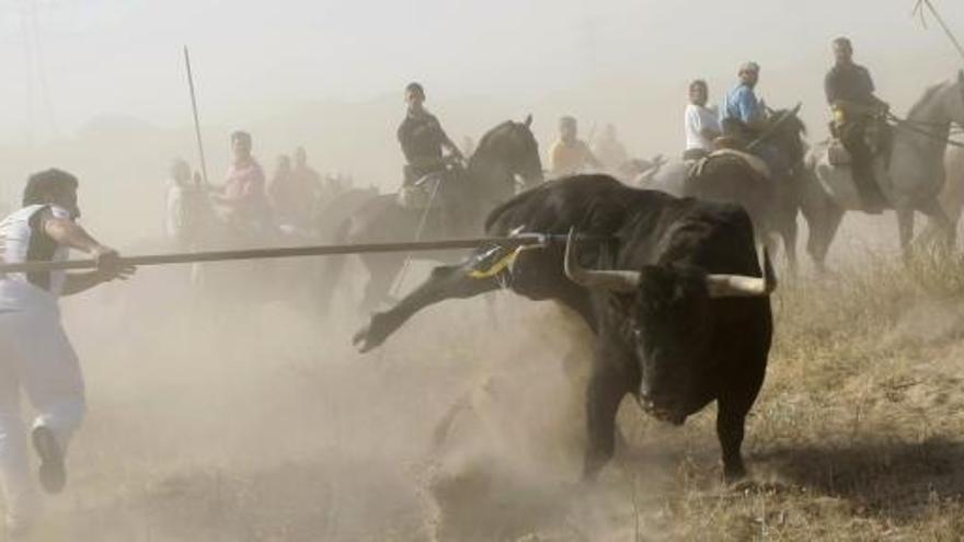 Celebración del Toro de la Vega.