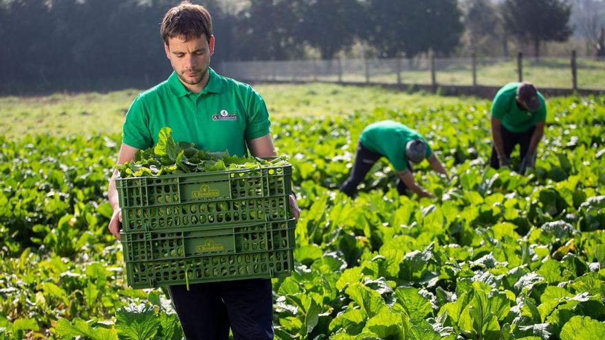 Simón Ubeira, transportando grelos que venden a una empresa de O Rosal para enlatar. / CEDIDA