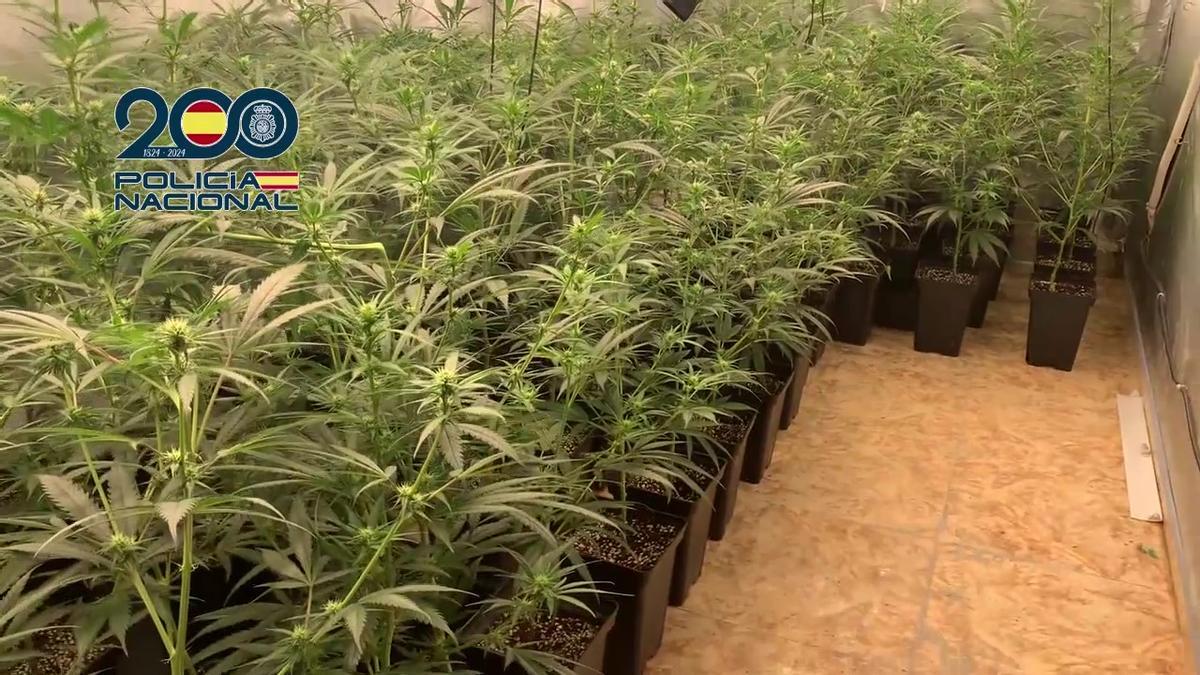Varias de las 4.300 plantas de marihuana incautadas en el operativo.