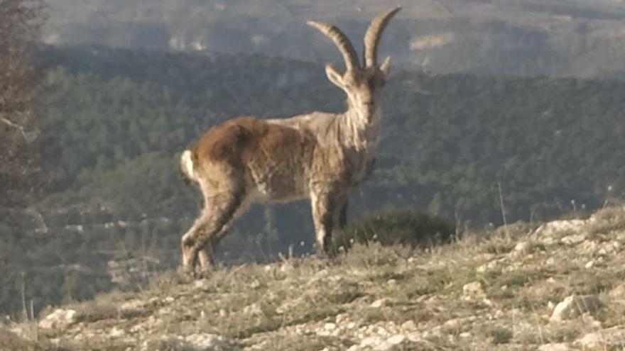Muerte masiva de cabras en Castellón: investigan un fármaco para luchar contra la sarna