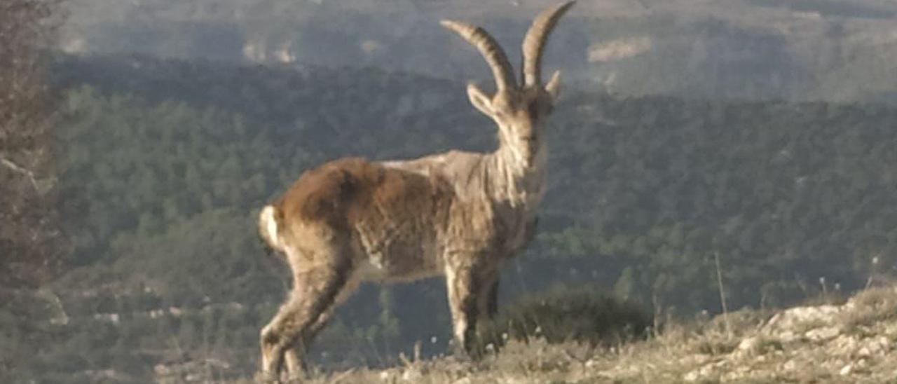 Imagen de una cabra hispánica en el norte de Castellón afectada por la sarna.