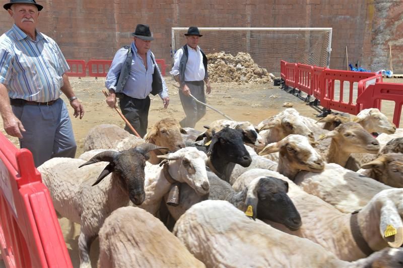 Fiesta de la lana de Caideros de Gáldar