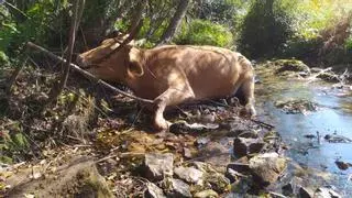 Aparecen vacas muertas cerca de la traída de agua de Boiro