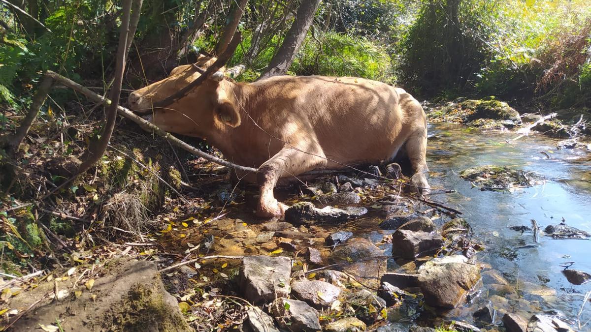 Una de las vacas muertas que aparecieron en el afluente del río Coroño