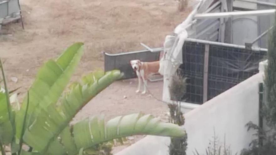 Denuncian el maltrato a perros en una finca de Ibiza