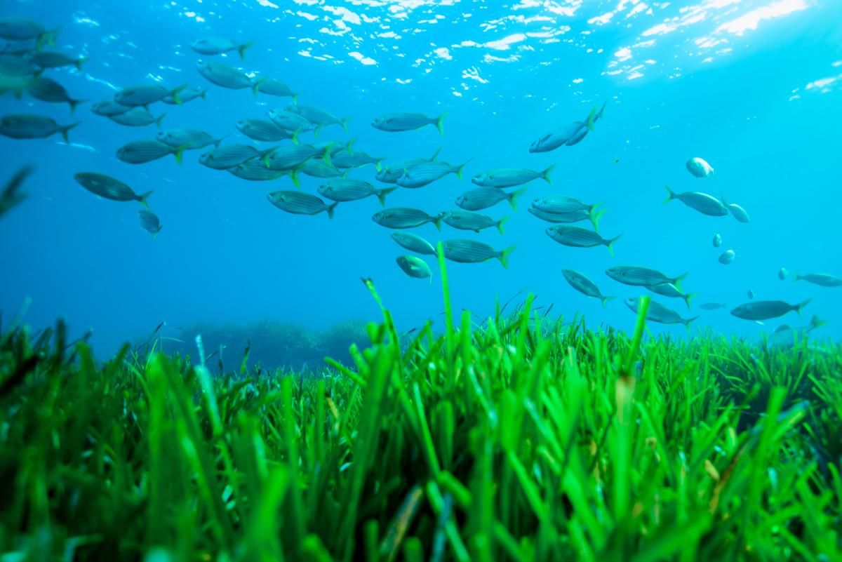 Posidonia oceánica