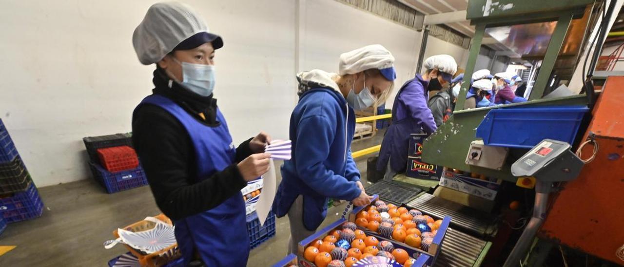 Un momento de envasado de cítricos para su comercialización durante la pasada campaña en una cooperativa agrícola de Nules.