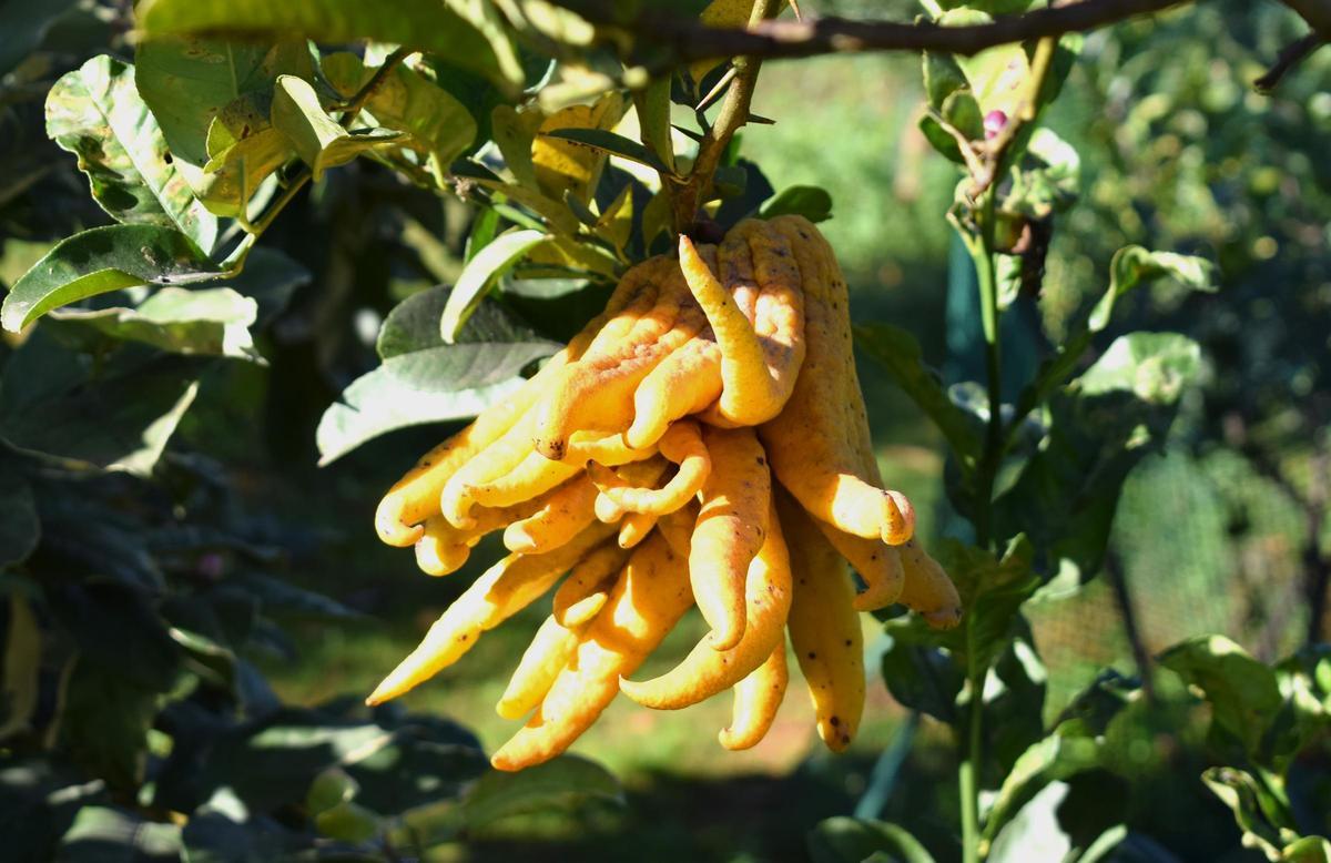 Mano de buda (Citrus medica var. sarcodactylis) en la huerta de Gospa Citrus