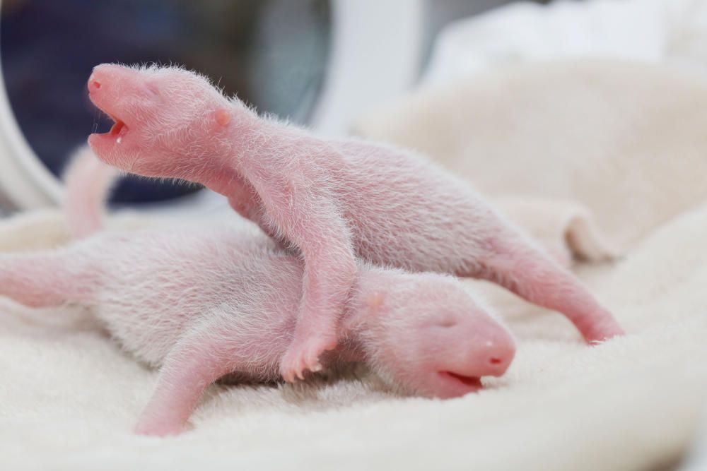 Gemelos de panda gigante nacieron el 20 de junio, y son los primeros gemelos de su especie en nacer en 2016.