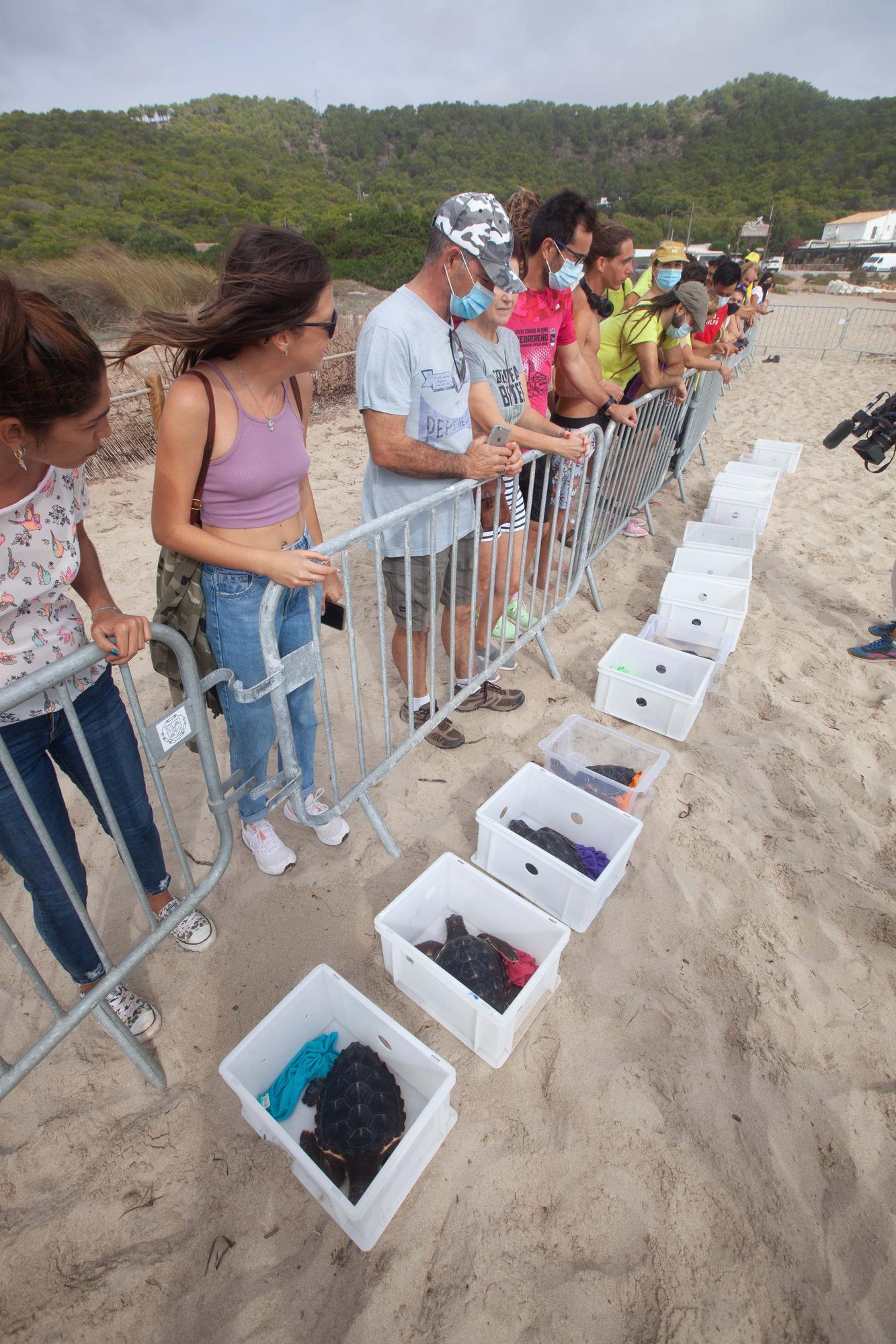 Ponen en libertad a las primeras tortugas nacidas en una playa de Ibiza