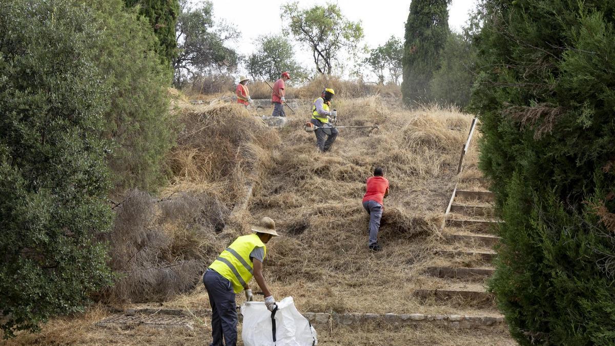 Así van los trabajos de desbroce y limpieza en la subida del castillo de Xàtiva