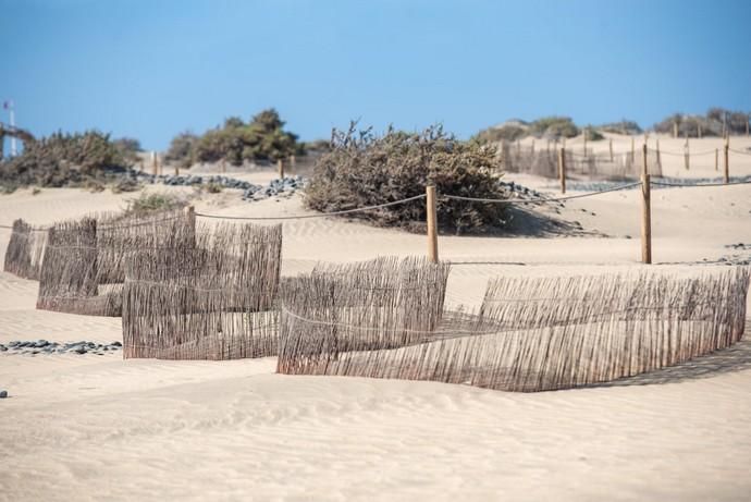 Segunda fase del proyecto de recuperación de las dunas de Maspalomas