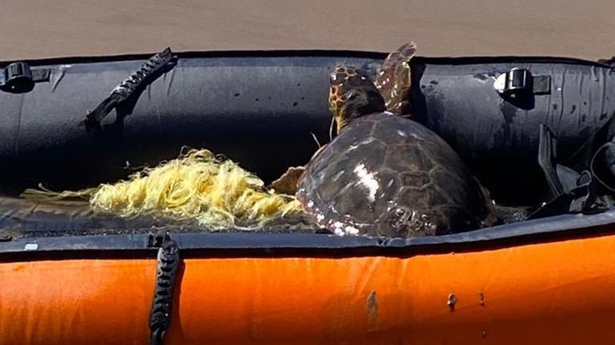 Rescatan a una tortuga herida en la playa de El Puig