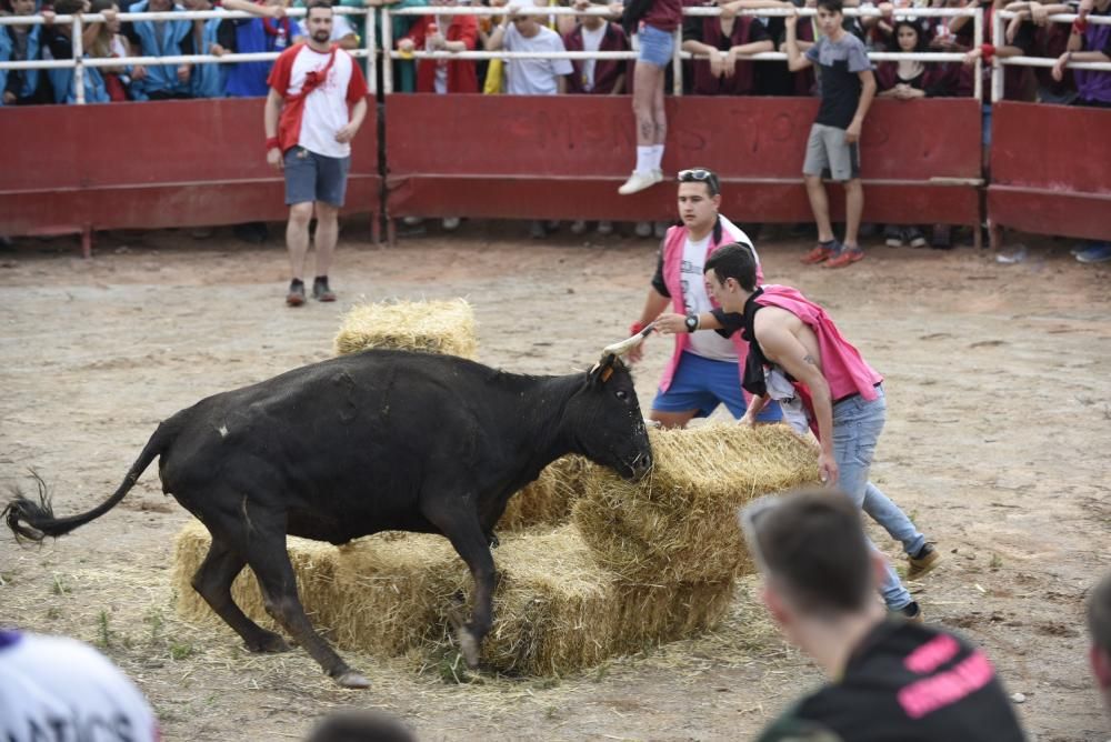 Vaquetes de Santpedor 2018