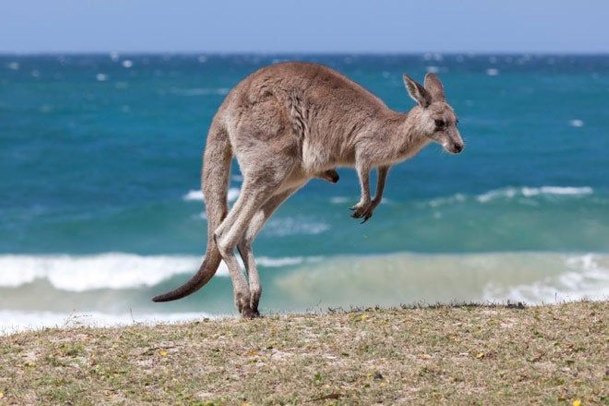 Canguro