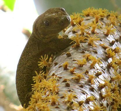 La investigadora del campus determina la variación genética entre reptiles de diferentes islas y, por tanto, la existencia de más especies de las que hasta ahora se creía