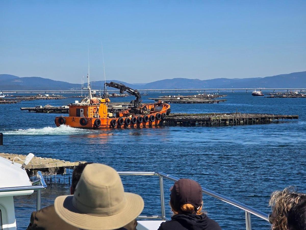 Los viajeros observan al barco "Insuiña Rande" colocando una batea en su sitio.