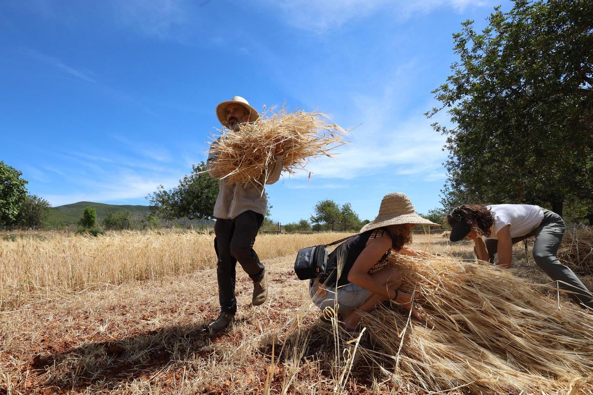 Galería: imágenes de las jornadas ‘De l’era al paller’ en Sant Carles Galería: imágenes de las jornadas ‘De l’era al paller’ en Sant Carles