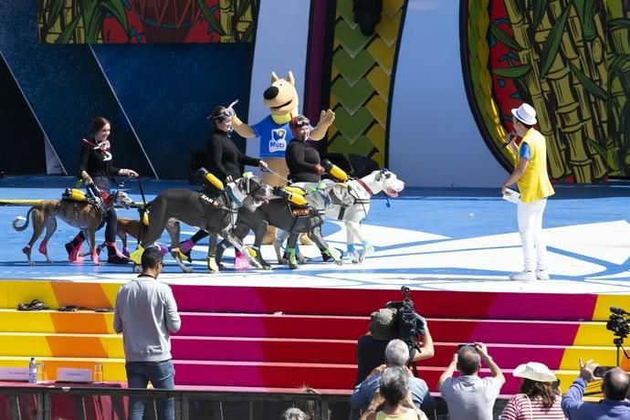 24.02.19. Las Palmas de Gran Canaria. Carnaval 2019. Concurso Carnaval Canino.  Público. Parque de Santa Catalina. Foto Quique Curbelo