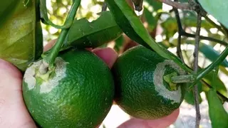 Un año de la llegada de la última plaga en cítricos: así afecta a los campos de Castellón