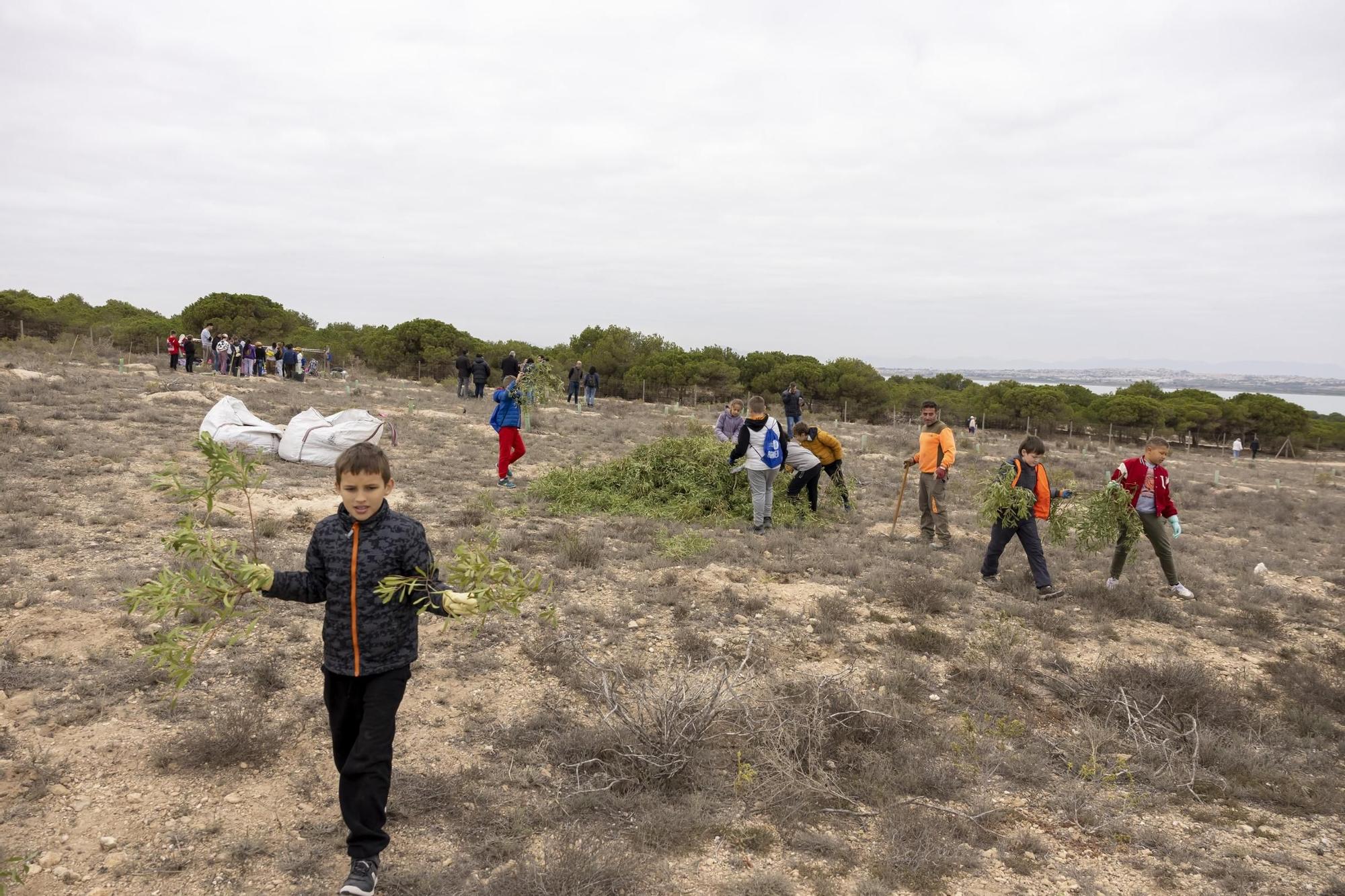 800 escolares se implican en la celebración del Día del Árbol con la plantación de especies autóctonas en torno a la laguna de La Mata de Torrevieja