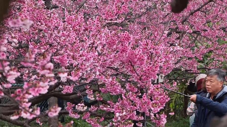 Taiwaneses ya disfrutan de los cerezos en flor en Taipéi