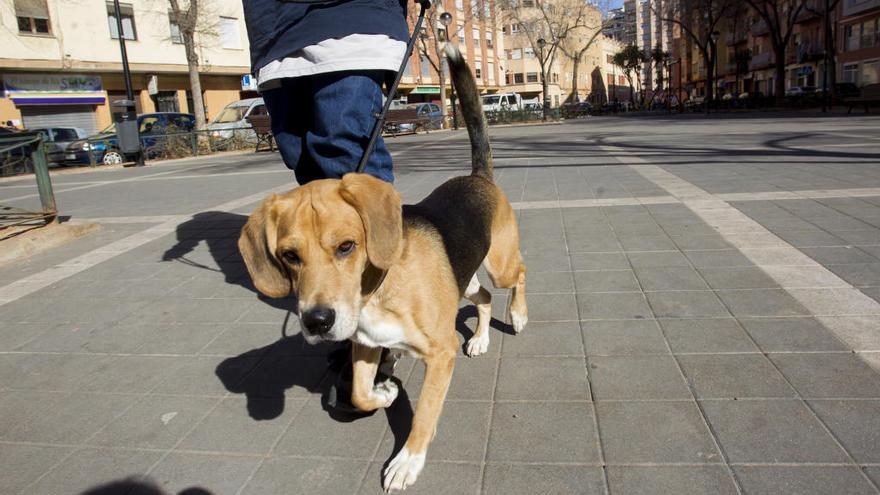 La Sociedad Protectora de Animales alerta del &#039;dolor&#039; de las mascotas por la pirotecnia