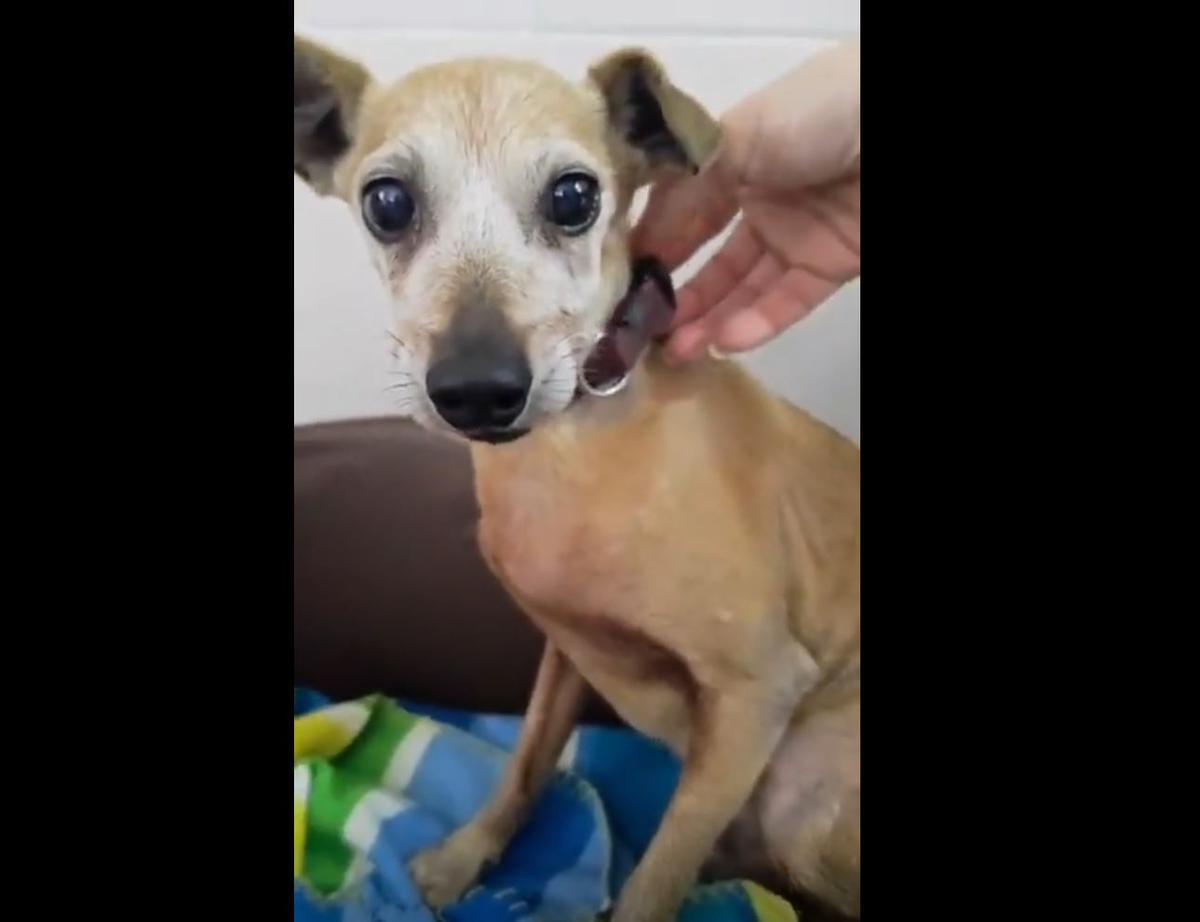 El gosset que va ser abandonat a la porta de la protectora de Manresa, un animal d'uns 12 anys